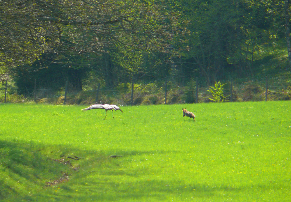 Crane-hunting,picture 2