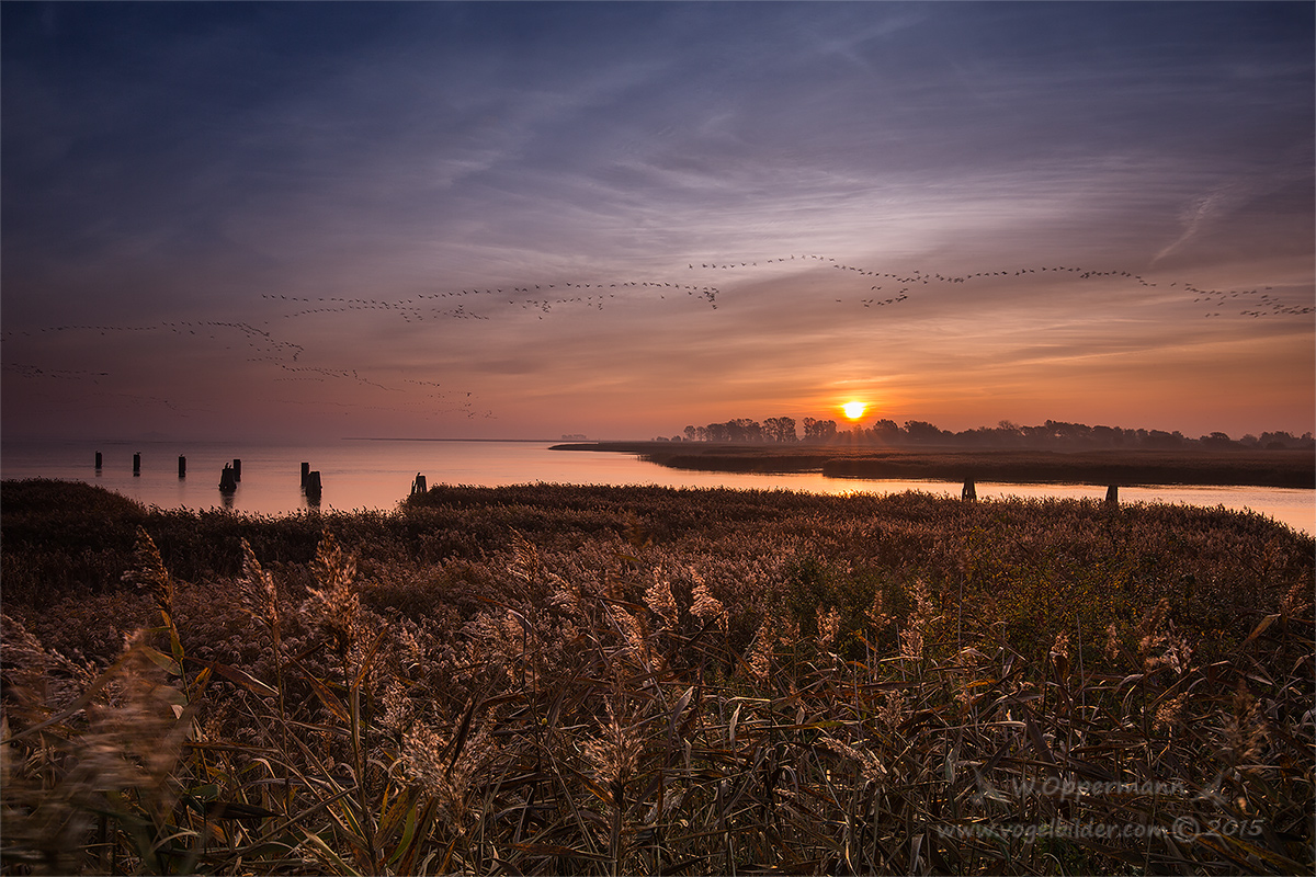 Crane in the Sunset Germany 2015