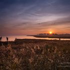 Crane in the Sunset Germany 2015