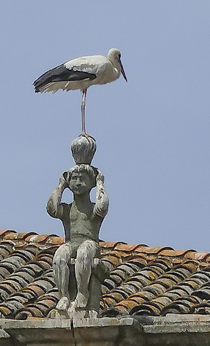 Crane in Trujillo-Spain