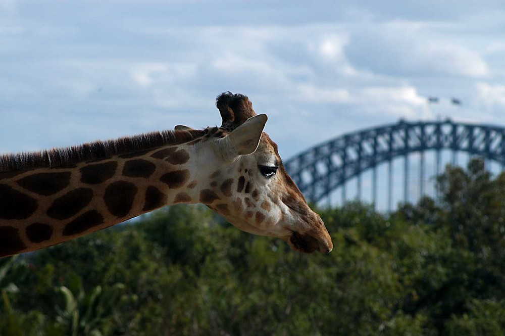 Crane Neck and the Coat Hanger