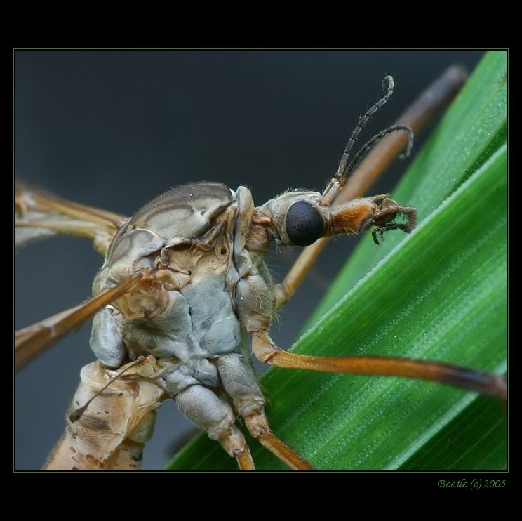 Cranefly