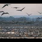 Cranes at rest