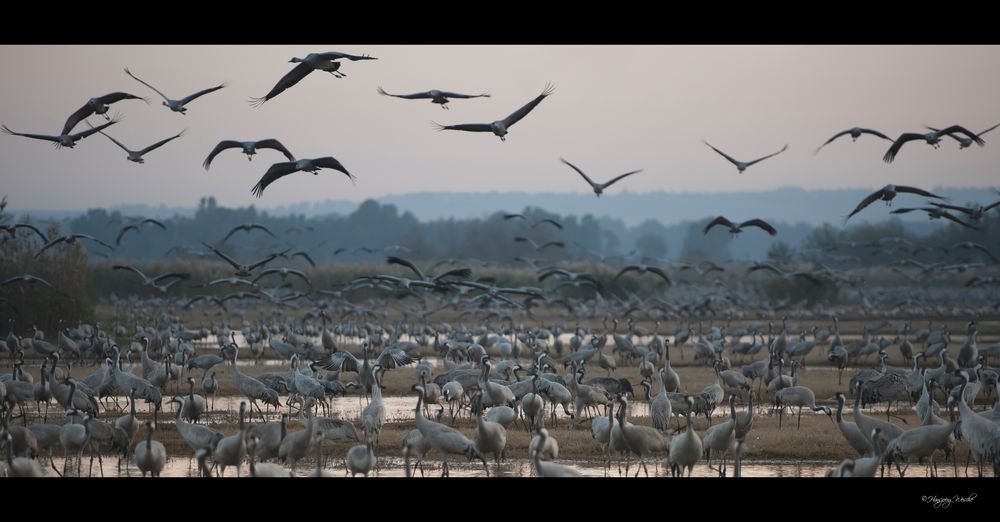 Cranes at rest