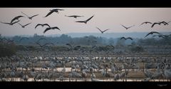 Cranes at rest