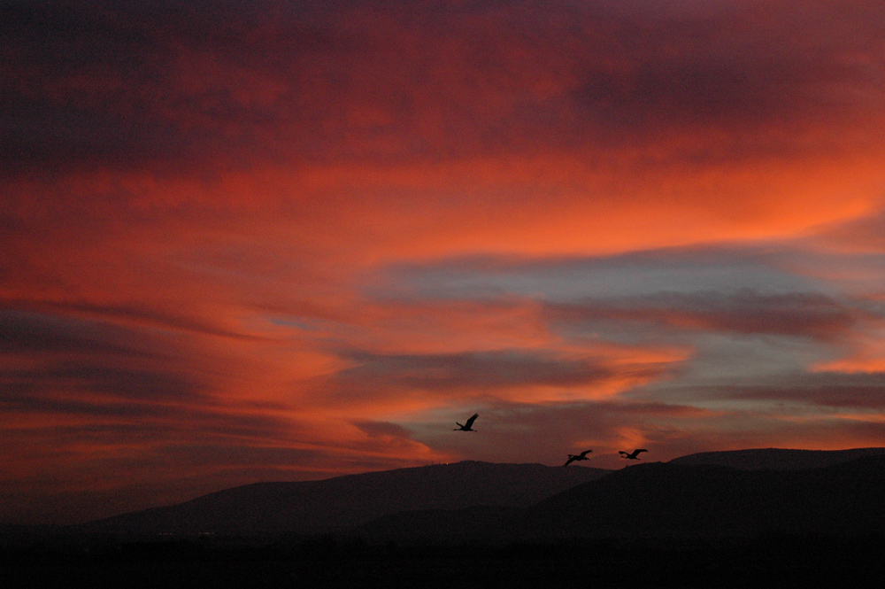 Cranes at sunset