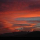 Cranes at sunset