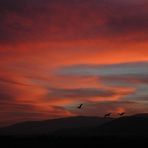 Cranes at sunset