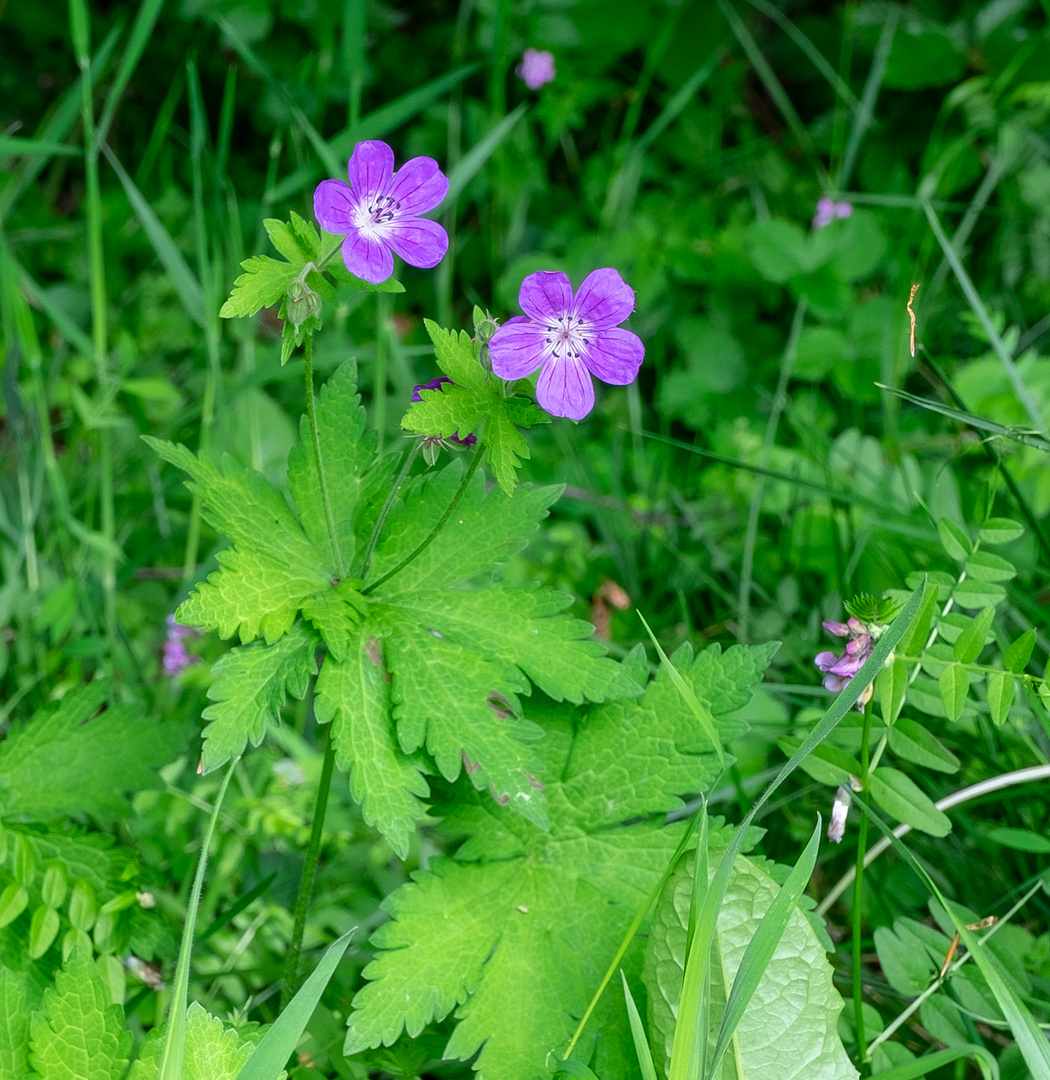 "Crane's Bill"