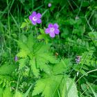 "Crane's Bill"