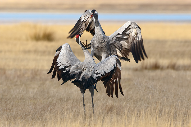 Cranes