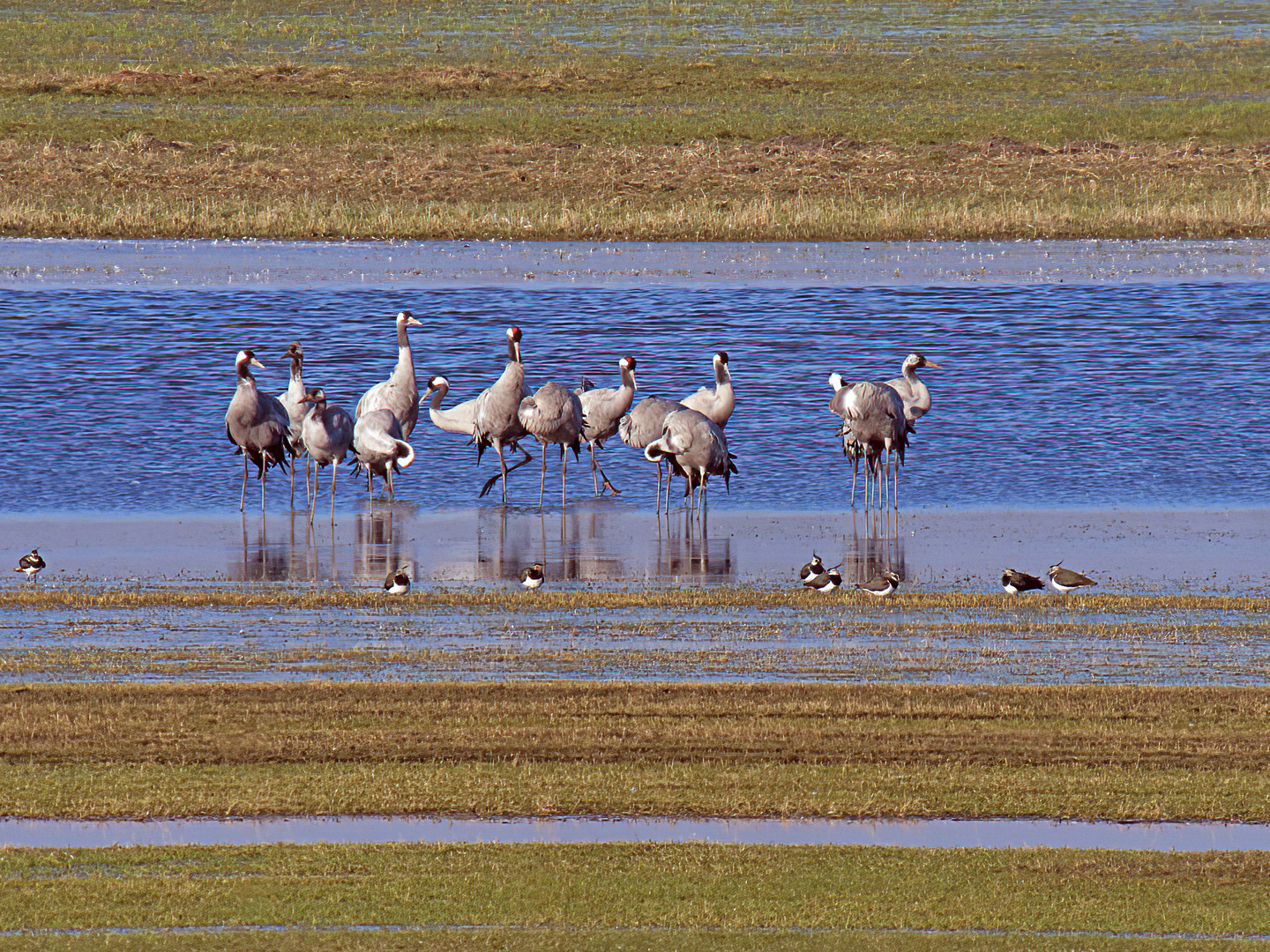 Cranes have a break before flying on to Scandinavia