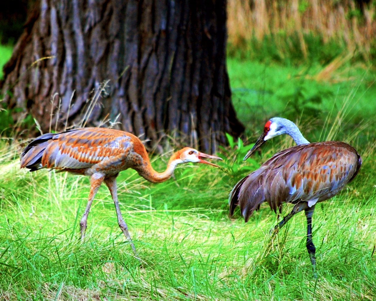 Cranes in Dialogue