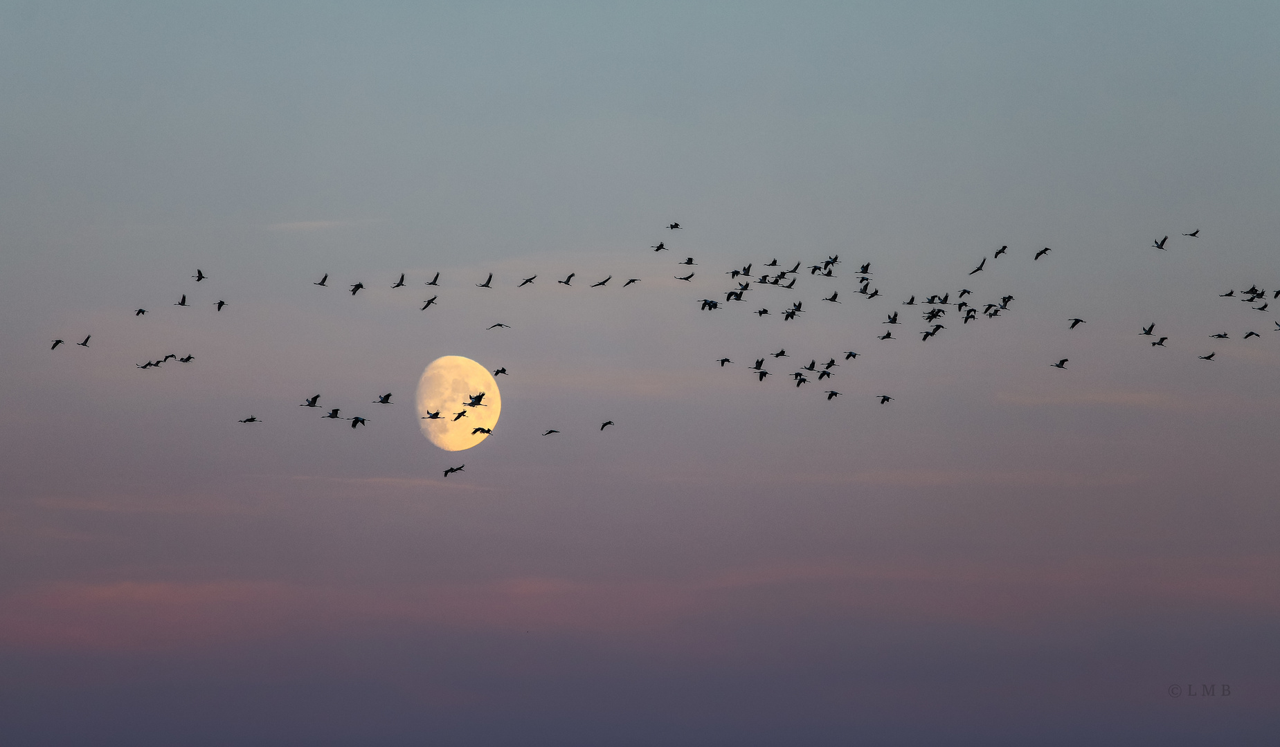 Cranes in Front of the Moon