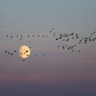 Cranes in Front of the Moon