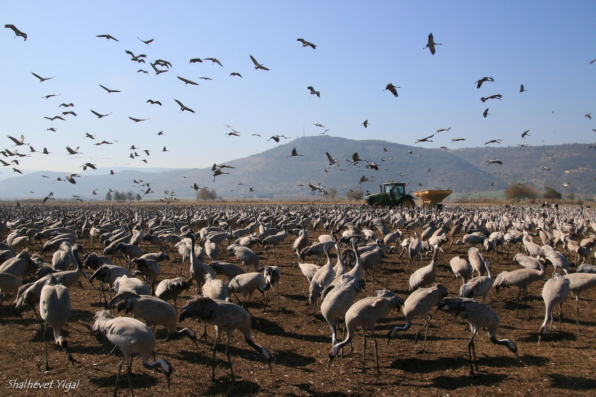 Cranes in Israel