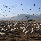 Cranes in Israel