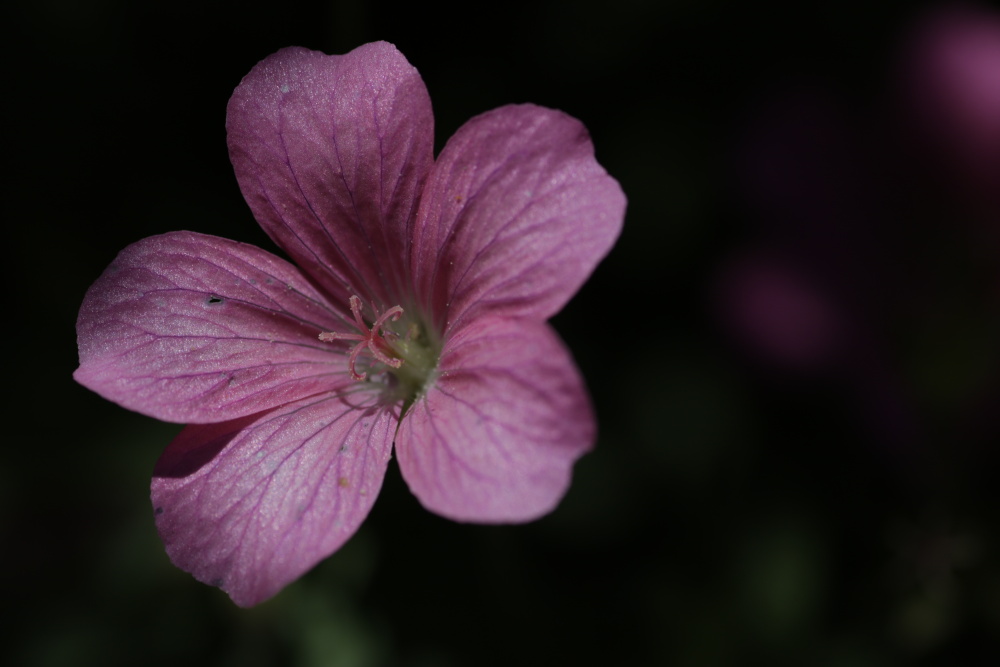 Cranesbill (Geranium)