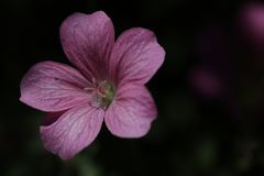 Cranesbill (Geranium)