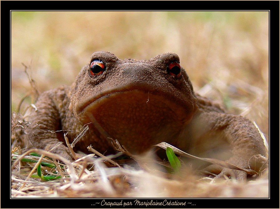 ~Crapaud~