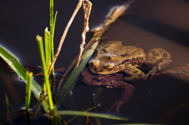 Crapaud - Bufo bufo