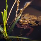 Crapaud - Bufo bufo