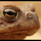 Crapaud calamite (3)