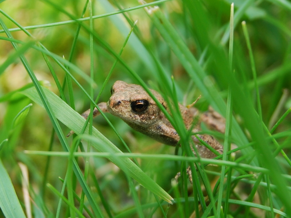 Crapaud commun