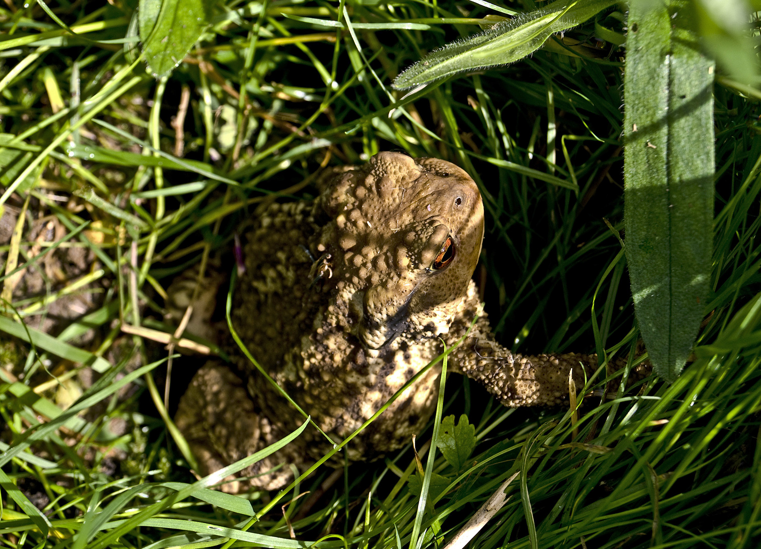 Crapaud commun bien caché dans les herbes