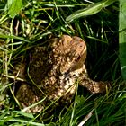 Crapaud commun bien caché dans les herbes