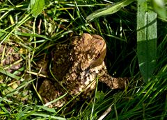 Crapaud commun bien caché dans les herbes