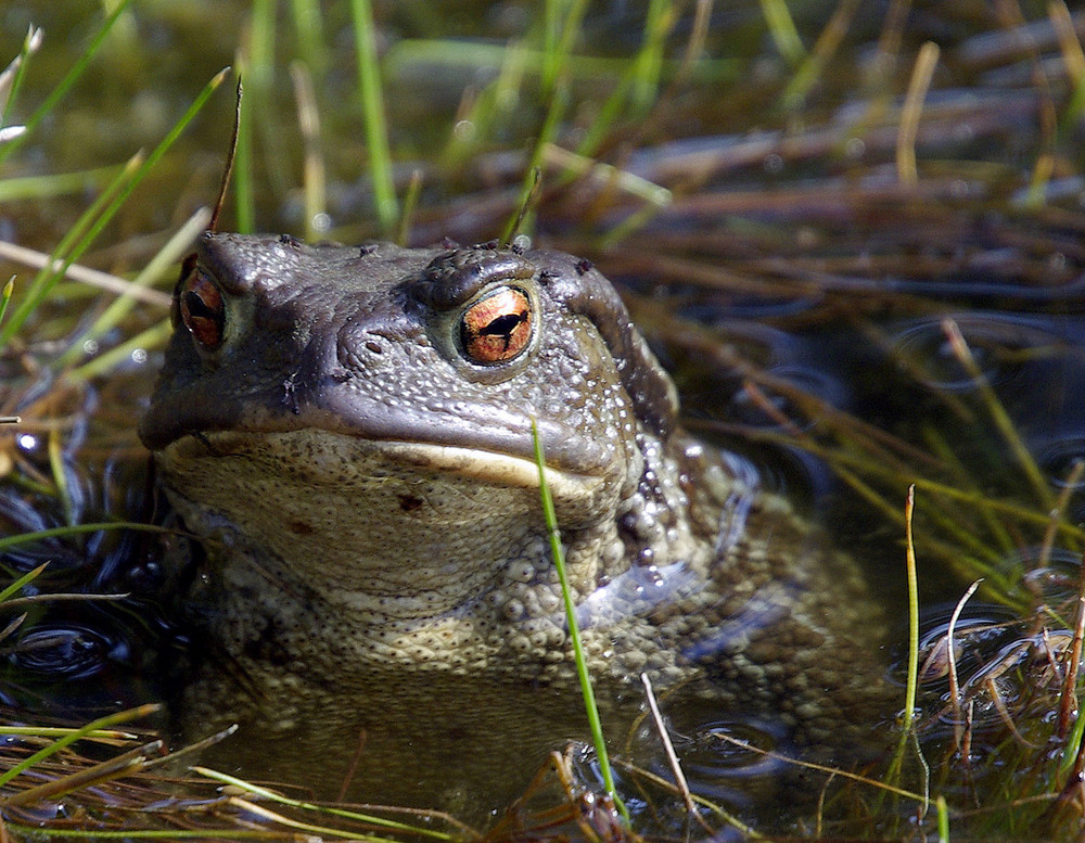 Crapaud commun