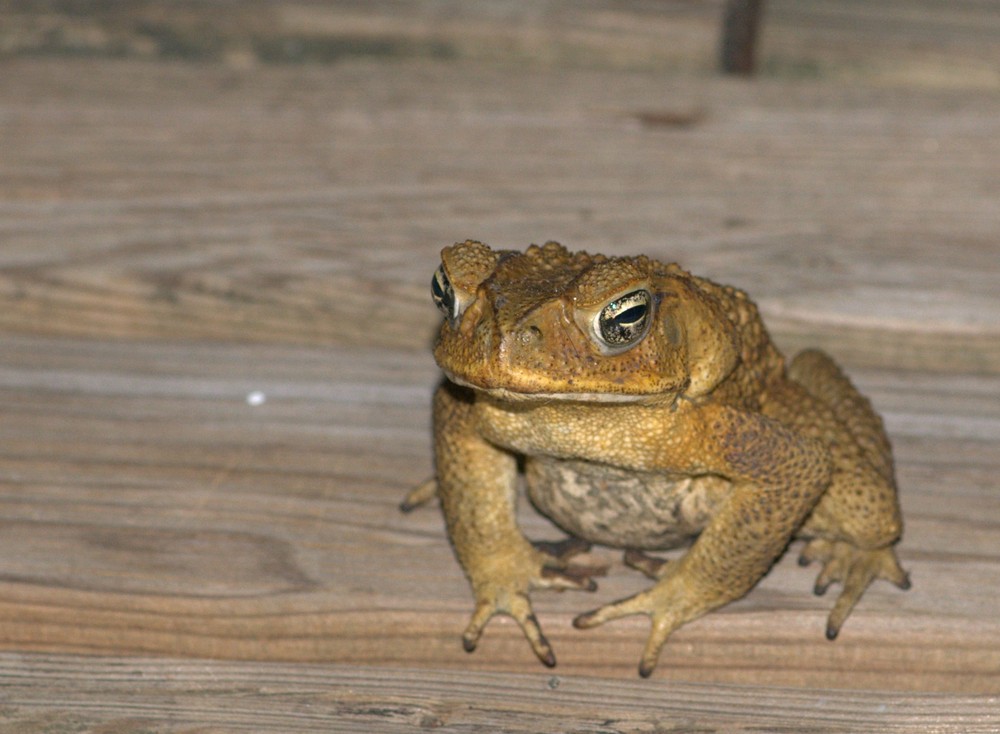 Crapaud dans mon jardin