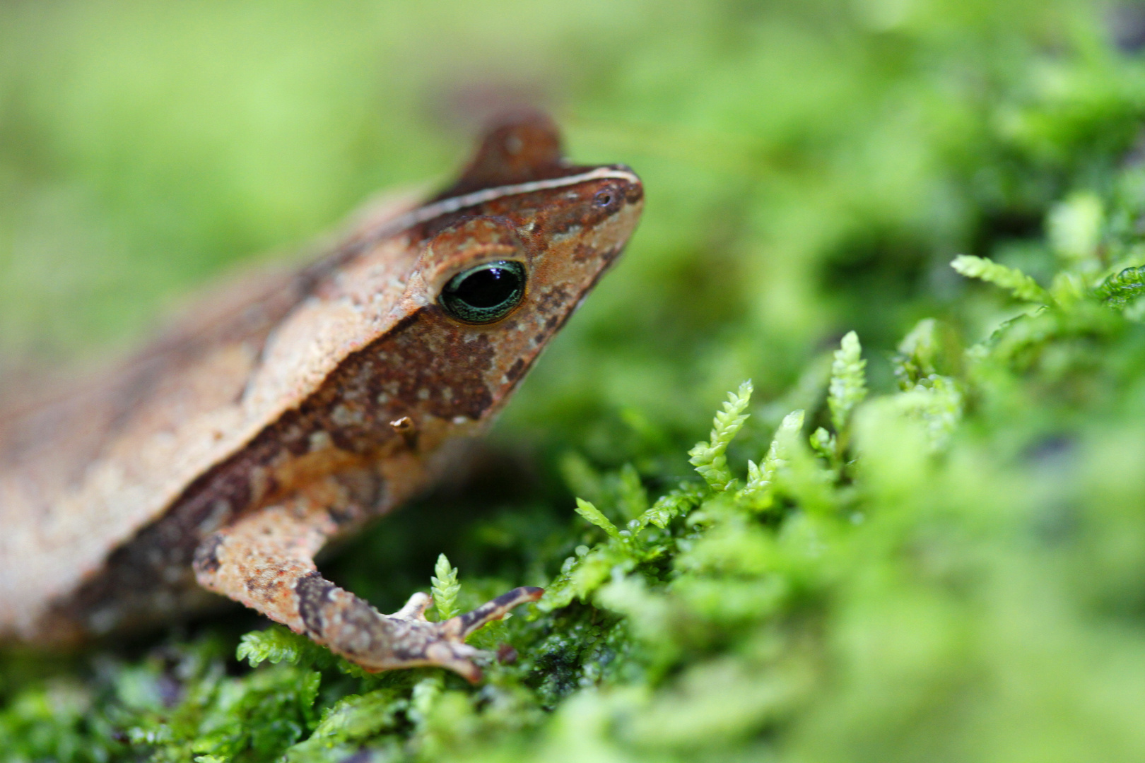 Crapaud Feuille Guyane