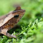 Crapaud Feuille Guyane