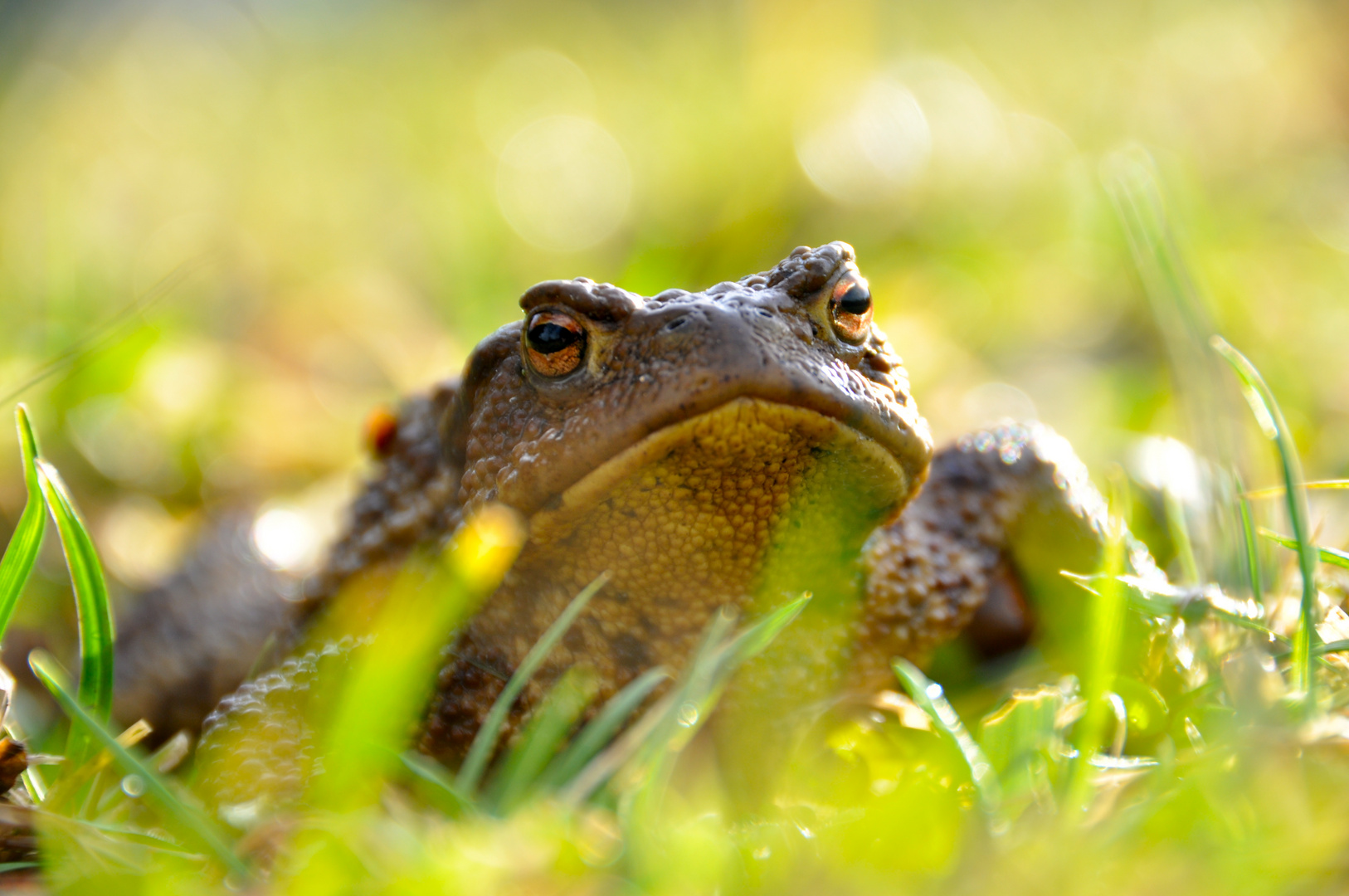 crapaud ou prince charmant?