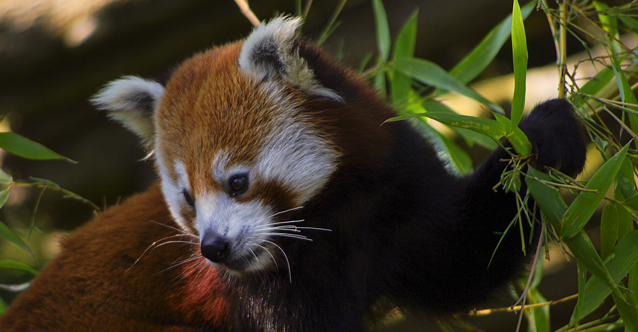 Craquant ! (Ailurus fulgens, petit panda roux)