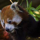 Craquant ! (Ailurus fulgens, petit panda roux)