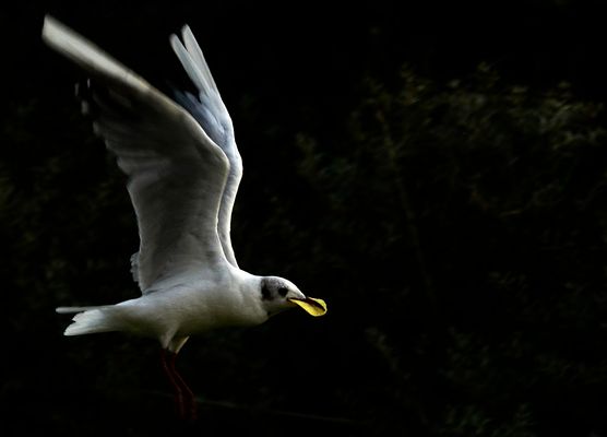 Craquante la chips ...