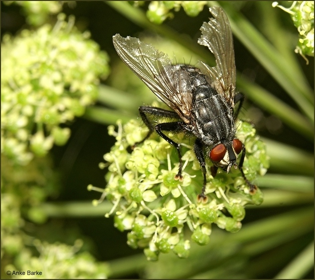 Crashmodell mit Flugtauglichkeit