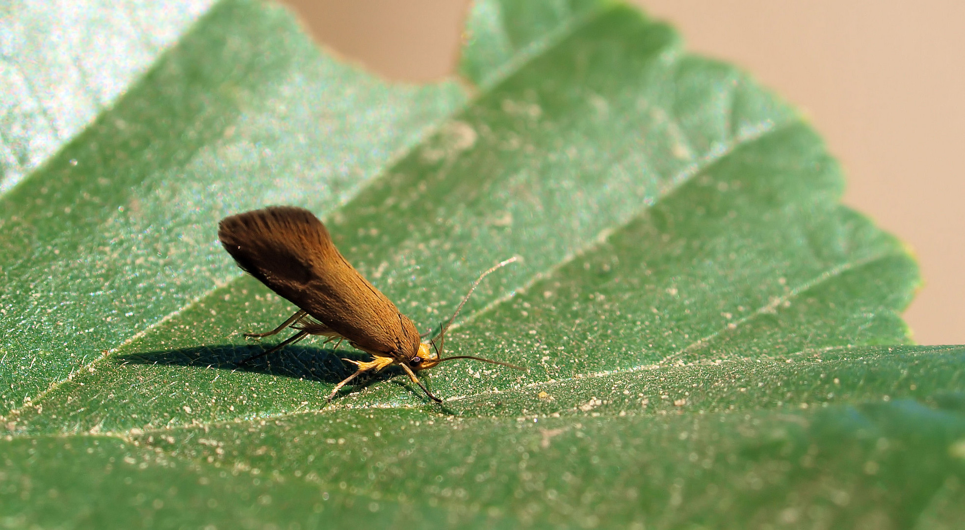 Crassa unitella