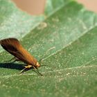 Crassa unitella