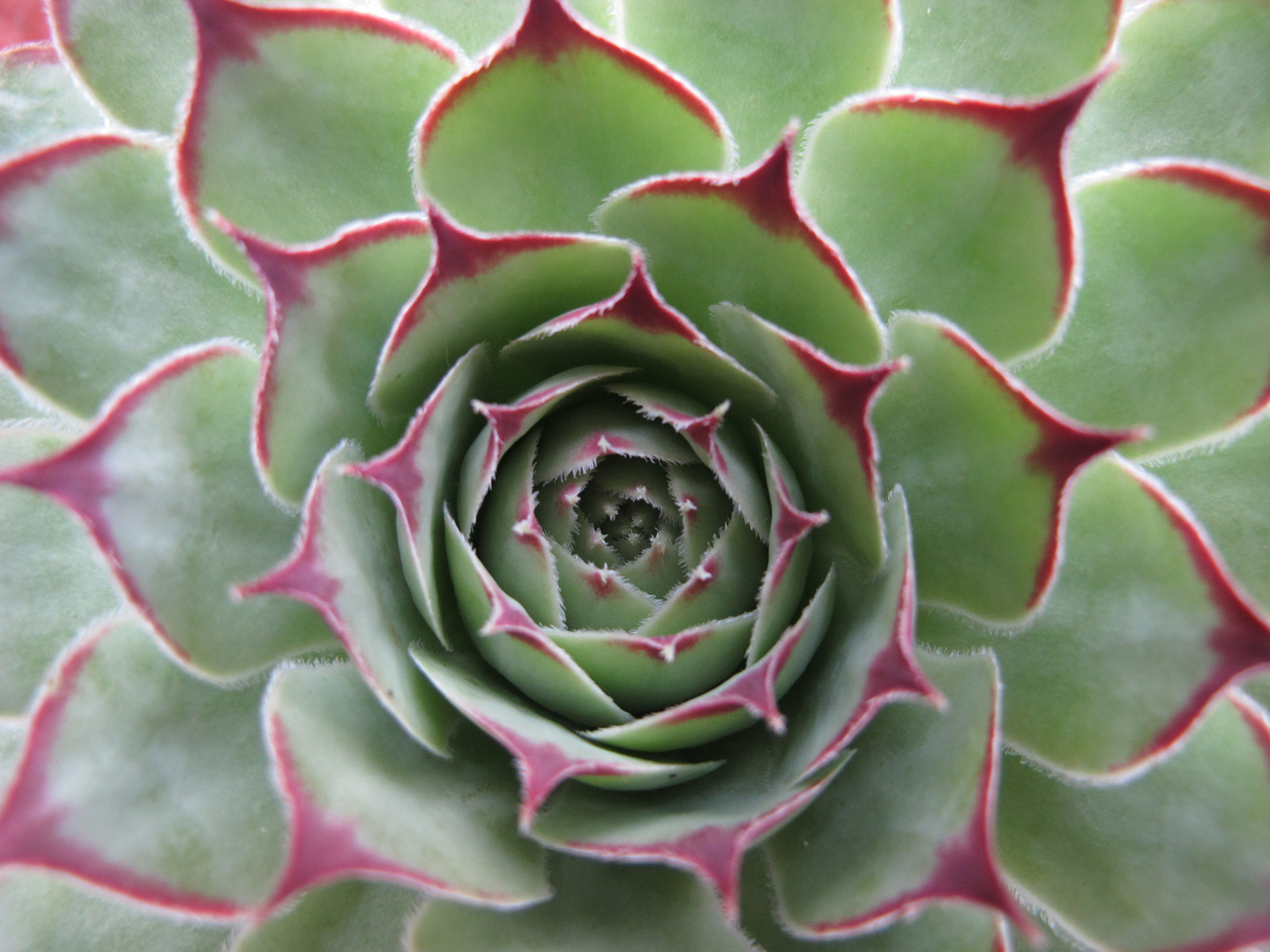 Crassula echeveria