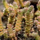 Crassula-perforata