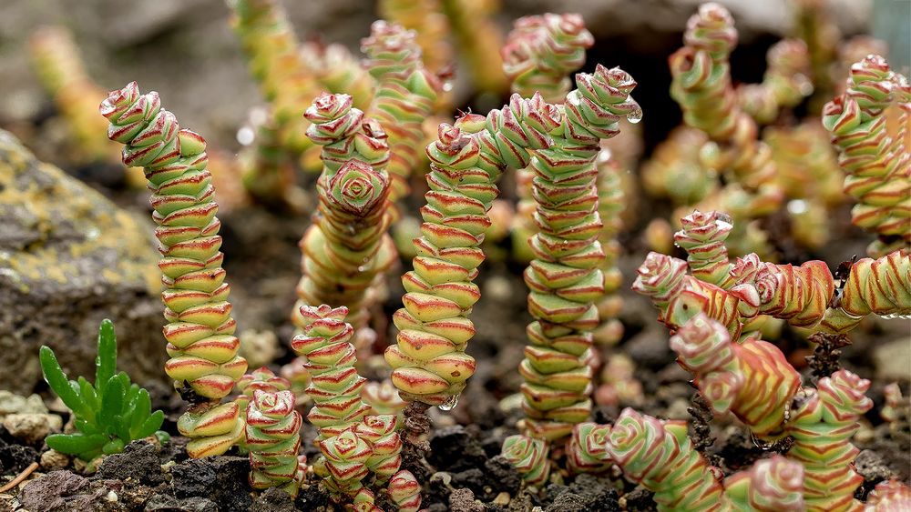 Crassula-perforata