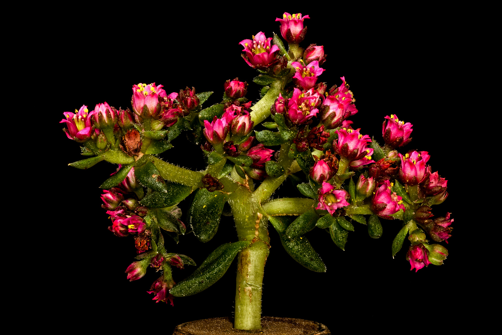 Crassula schmidtii