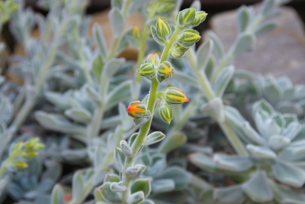 crassulaceae echeveria pulvinata 3