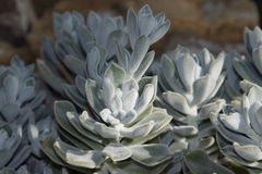 Crassulaceae Echeveria pulvinata 3