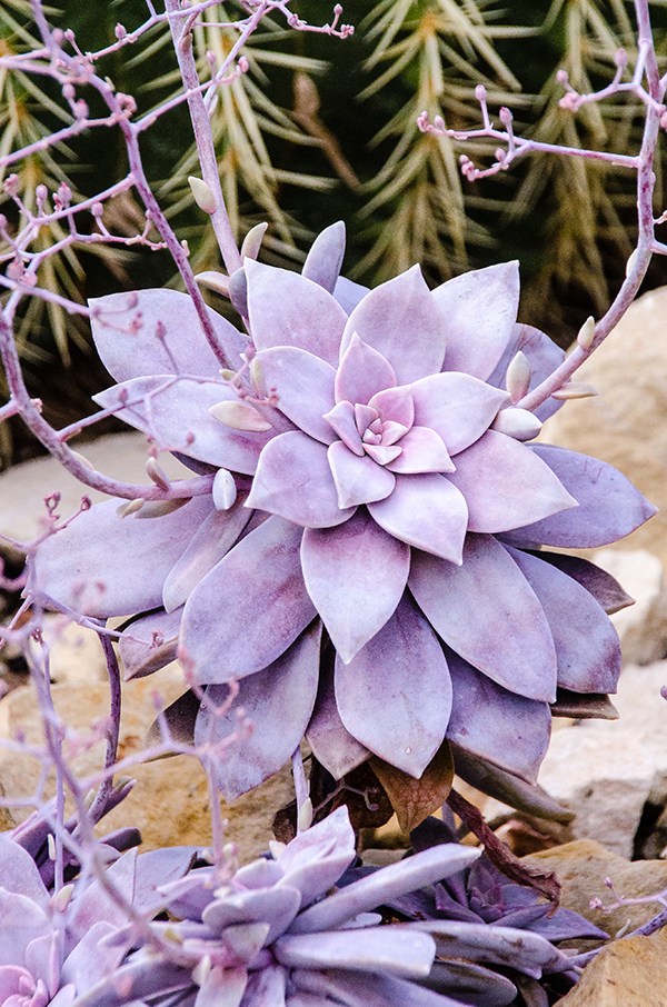 Crassulaceae Graptopetalum