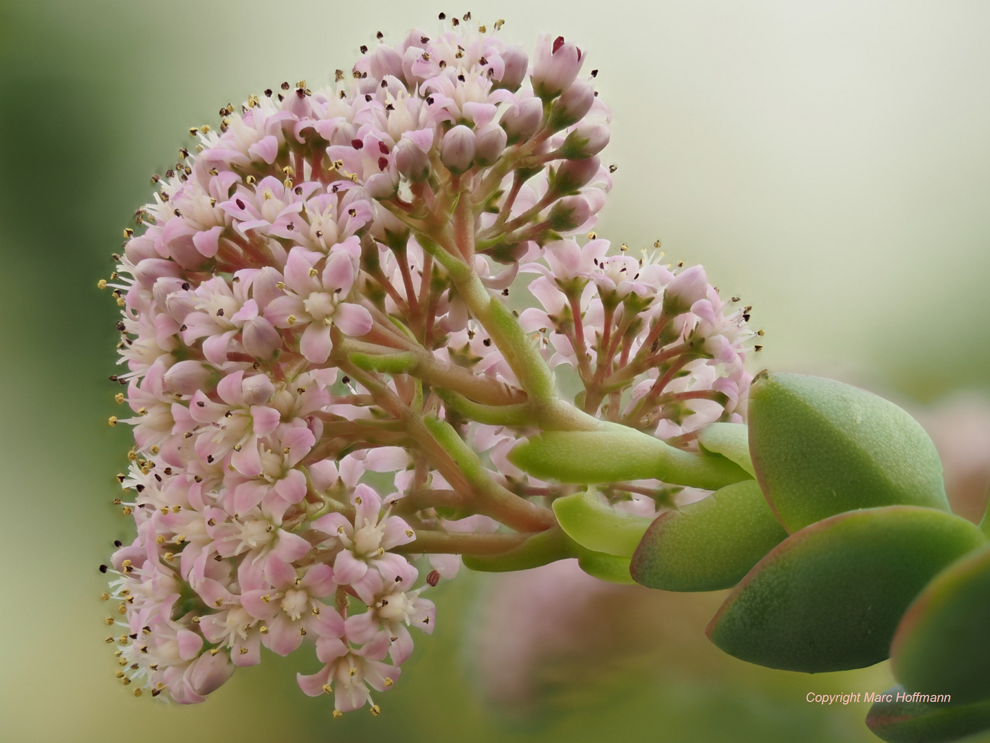 Crassula_rupestris